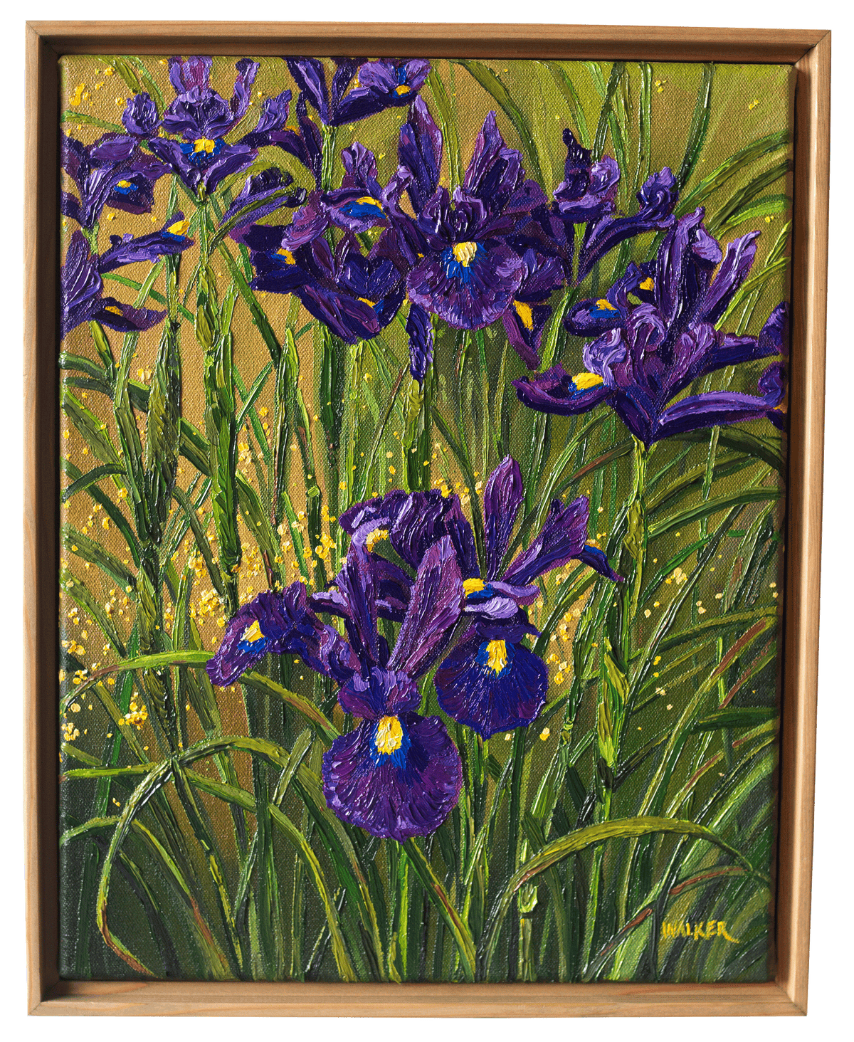 "Purple Dutch"