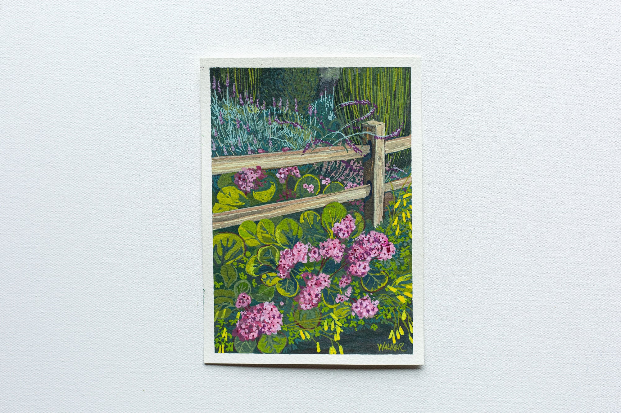 "PURPLE TO PINK" STUDY