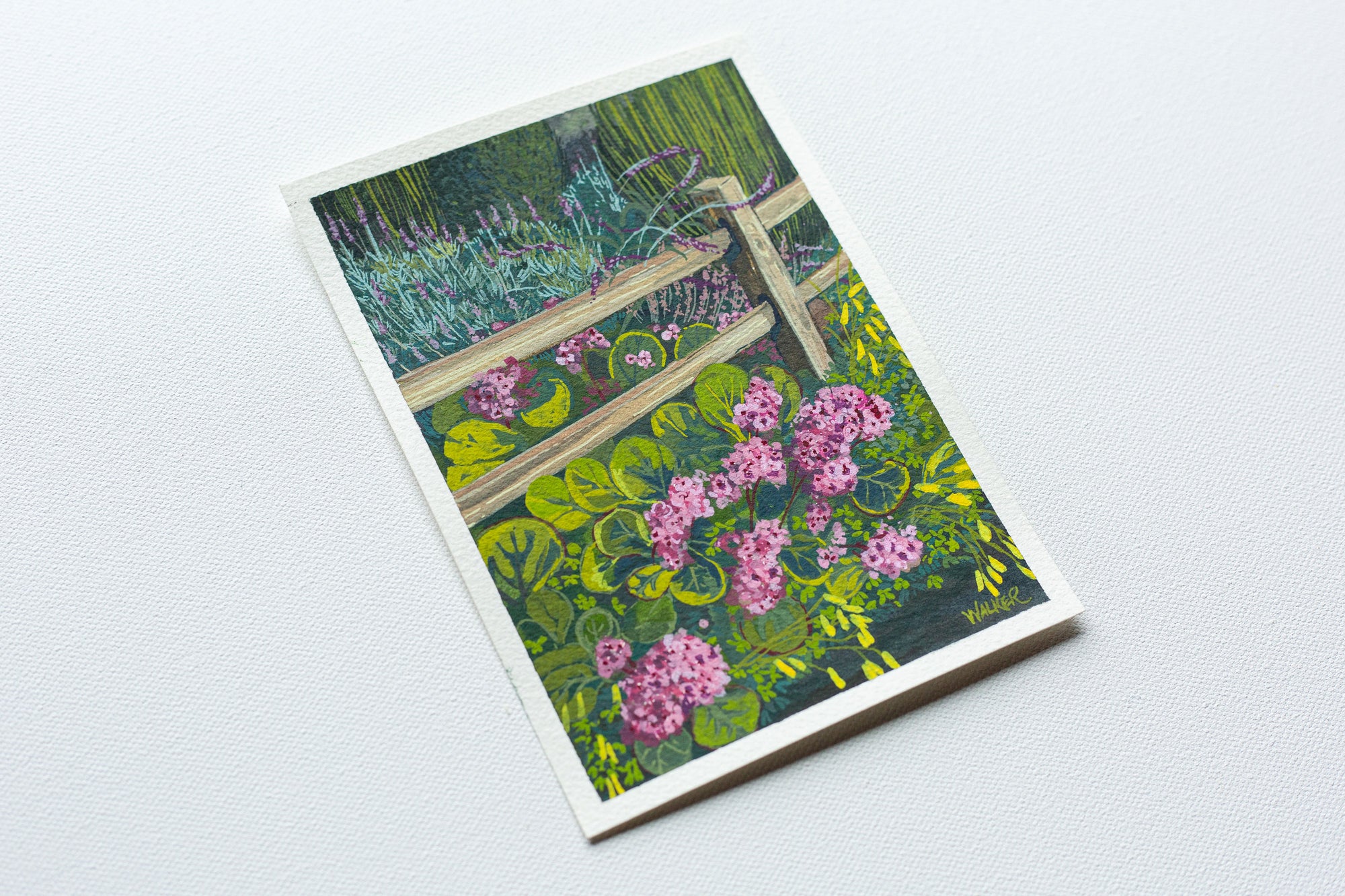 "PURPLE TO PINK" STUDY