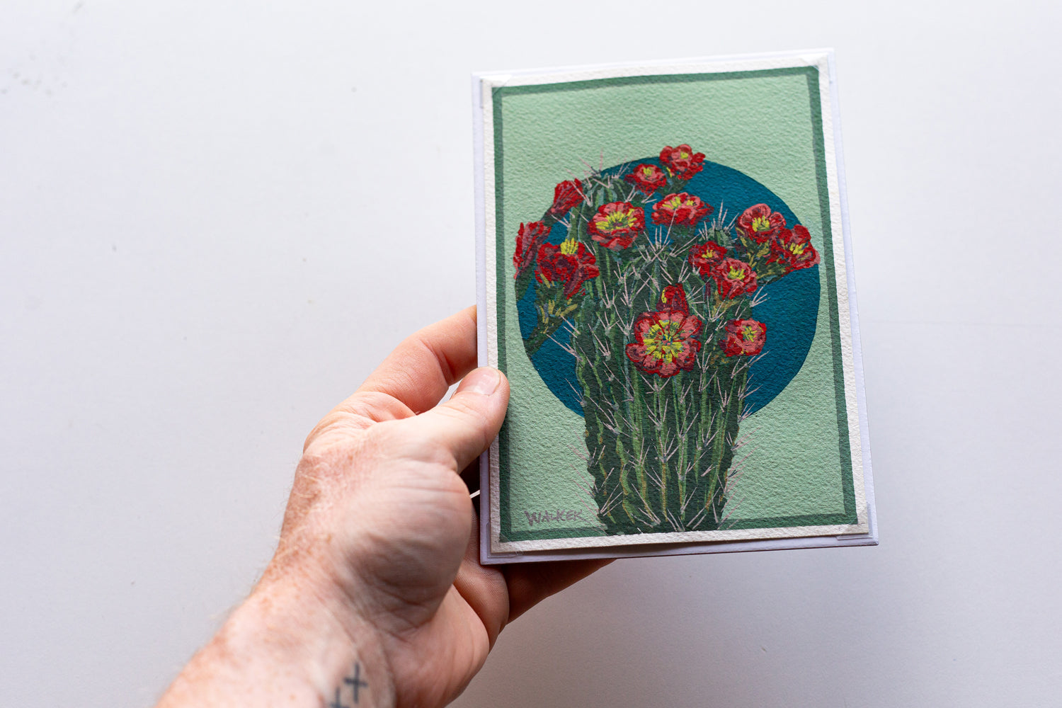 "RED HEDGEHOG BLOOMS" STUDY