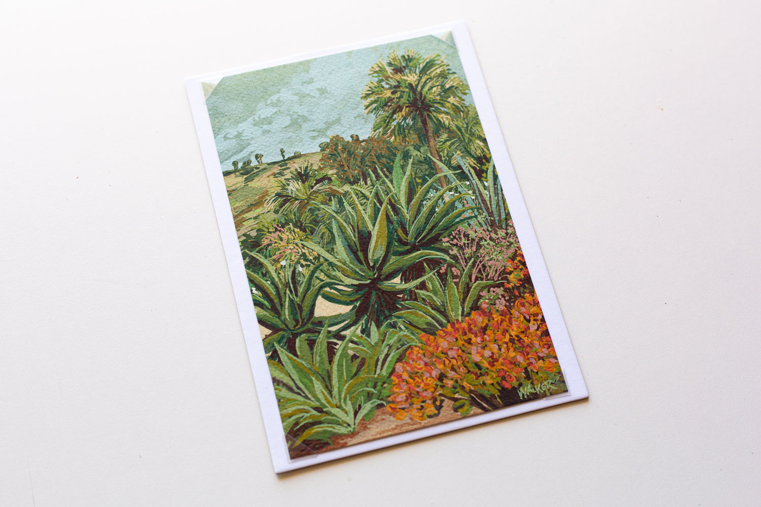 "SUCCULENT ROW" STUDY