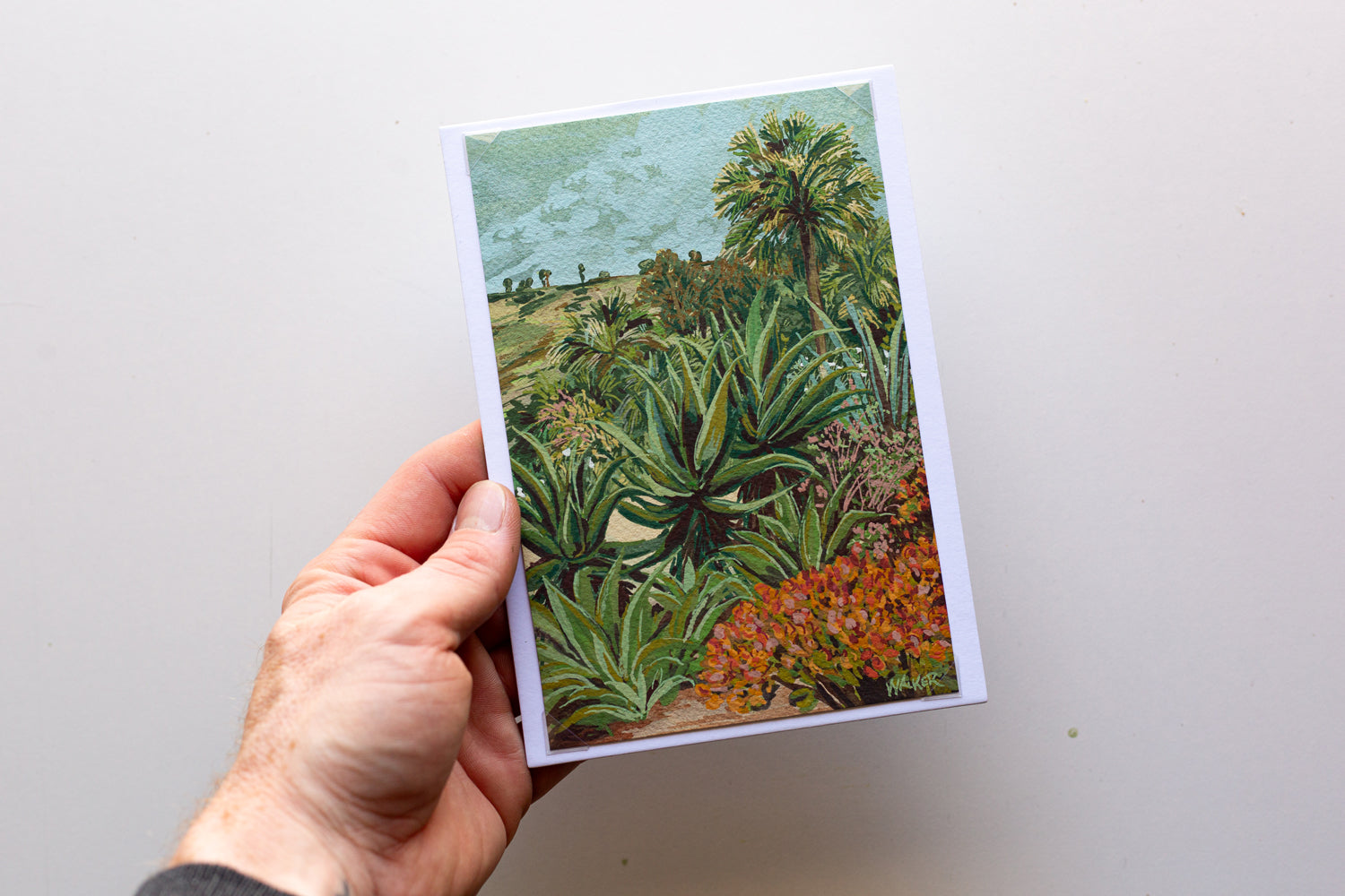 "SUCCULENT ROW" STUDY