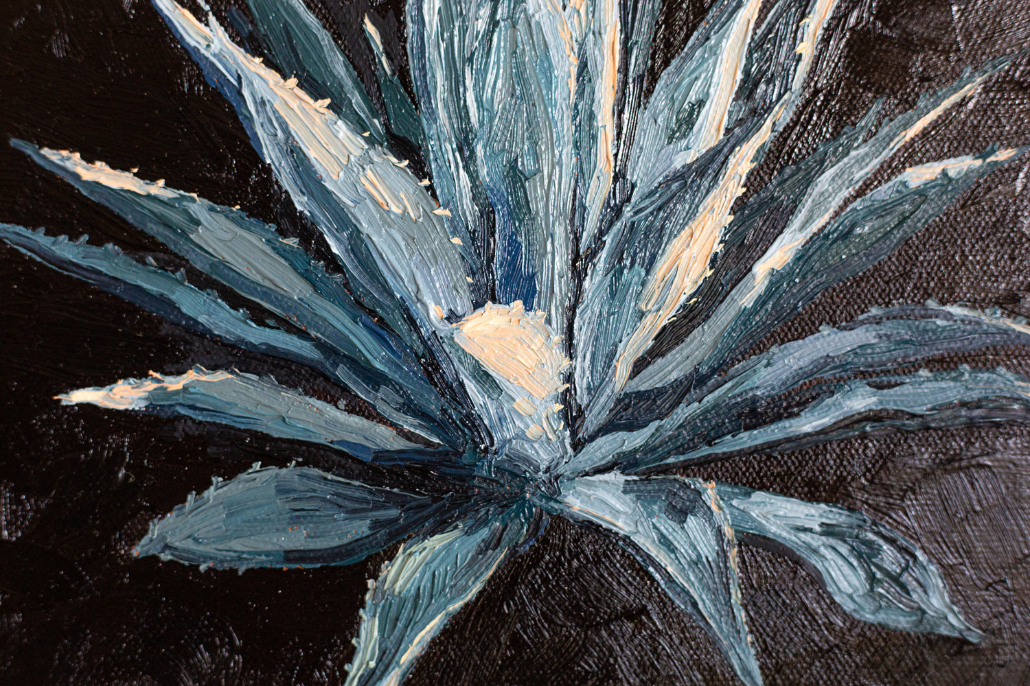 "SUNSET AGAVE CENTURY"