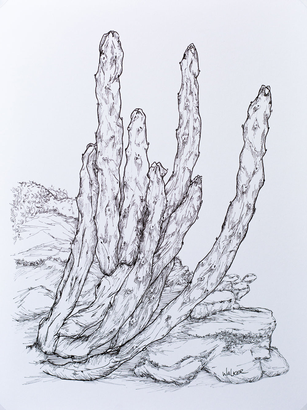 "Totem Pole Cactus" ILLUSTRATION