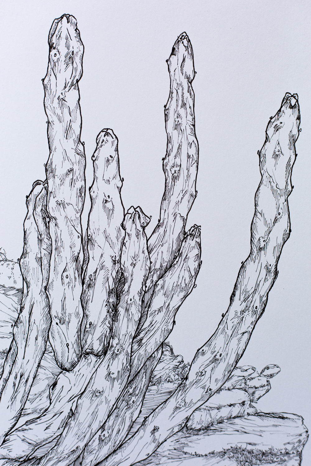 "Totem Pole Cactus" ILLUSTRATION