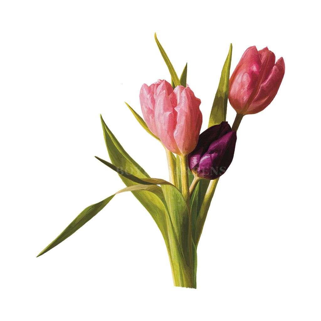 Tulip #1 Hand Illustration