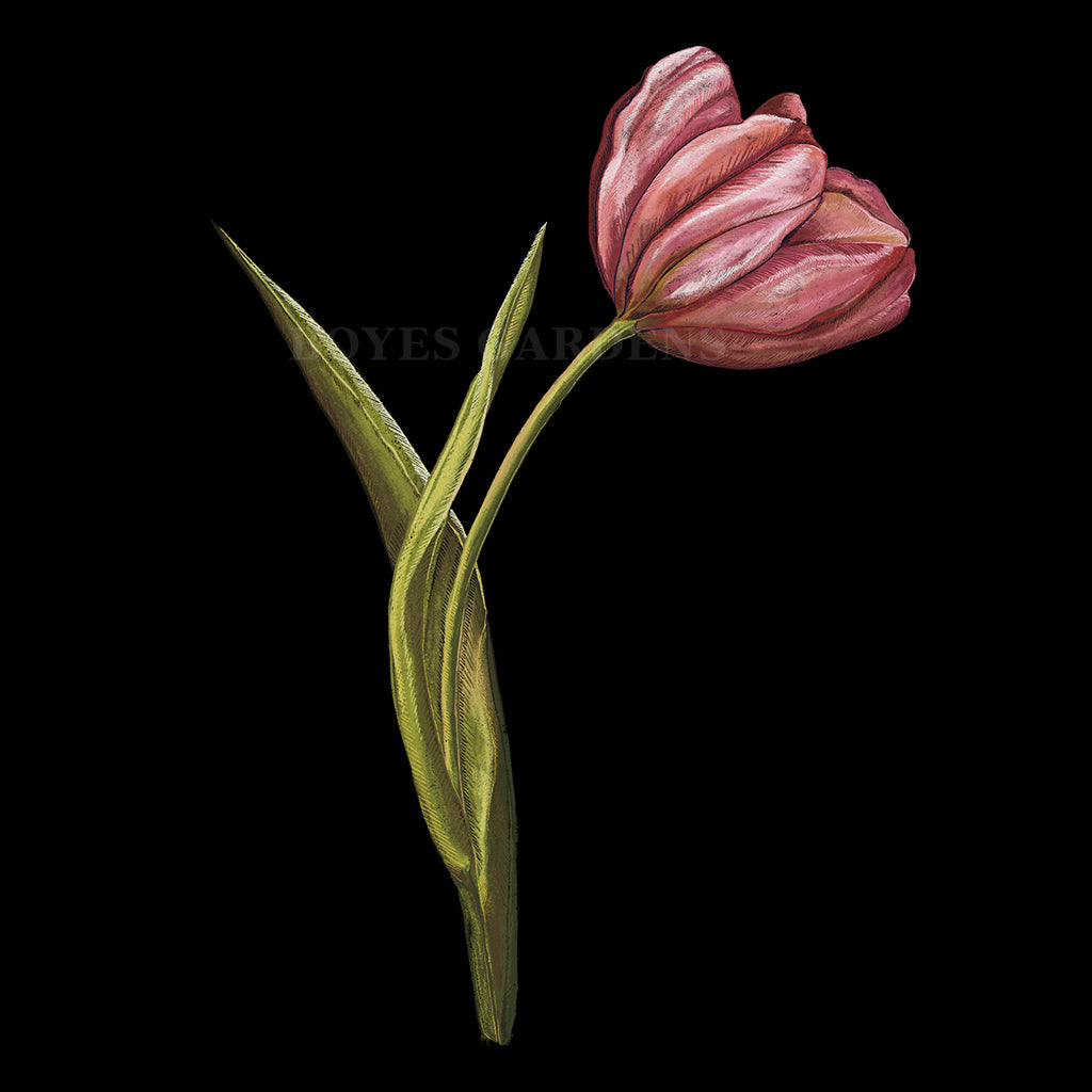 Tulip #2 Hand Illustration