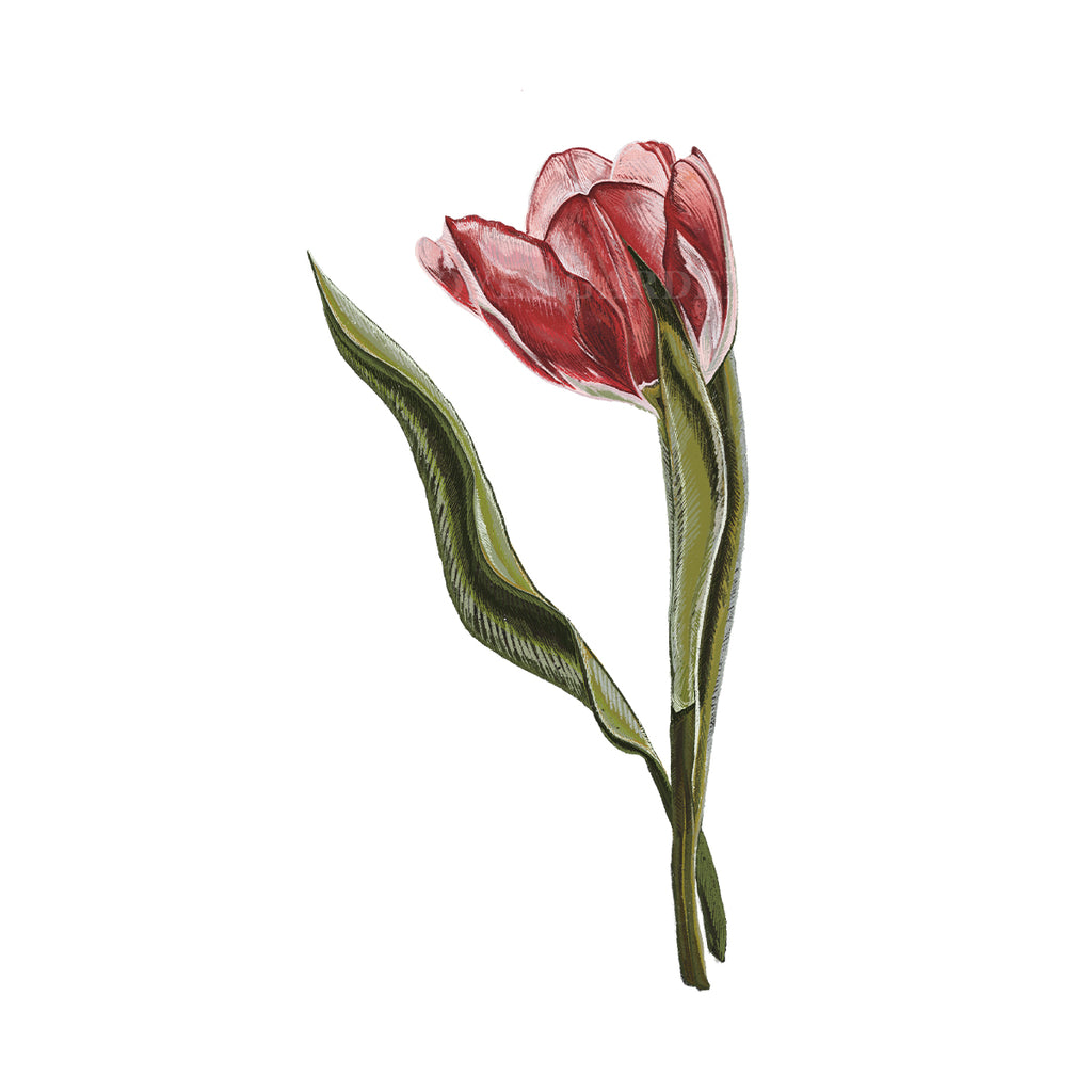 Tulip #3 Hand Illustration