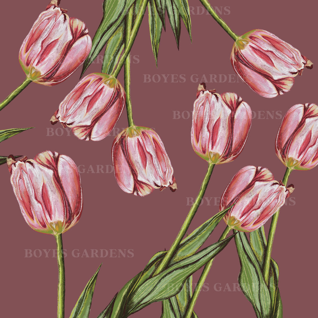 Tulip #5 Hand Illustration