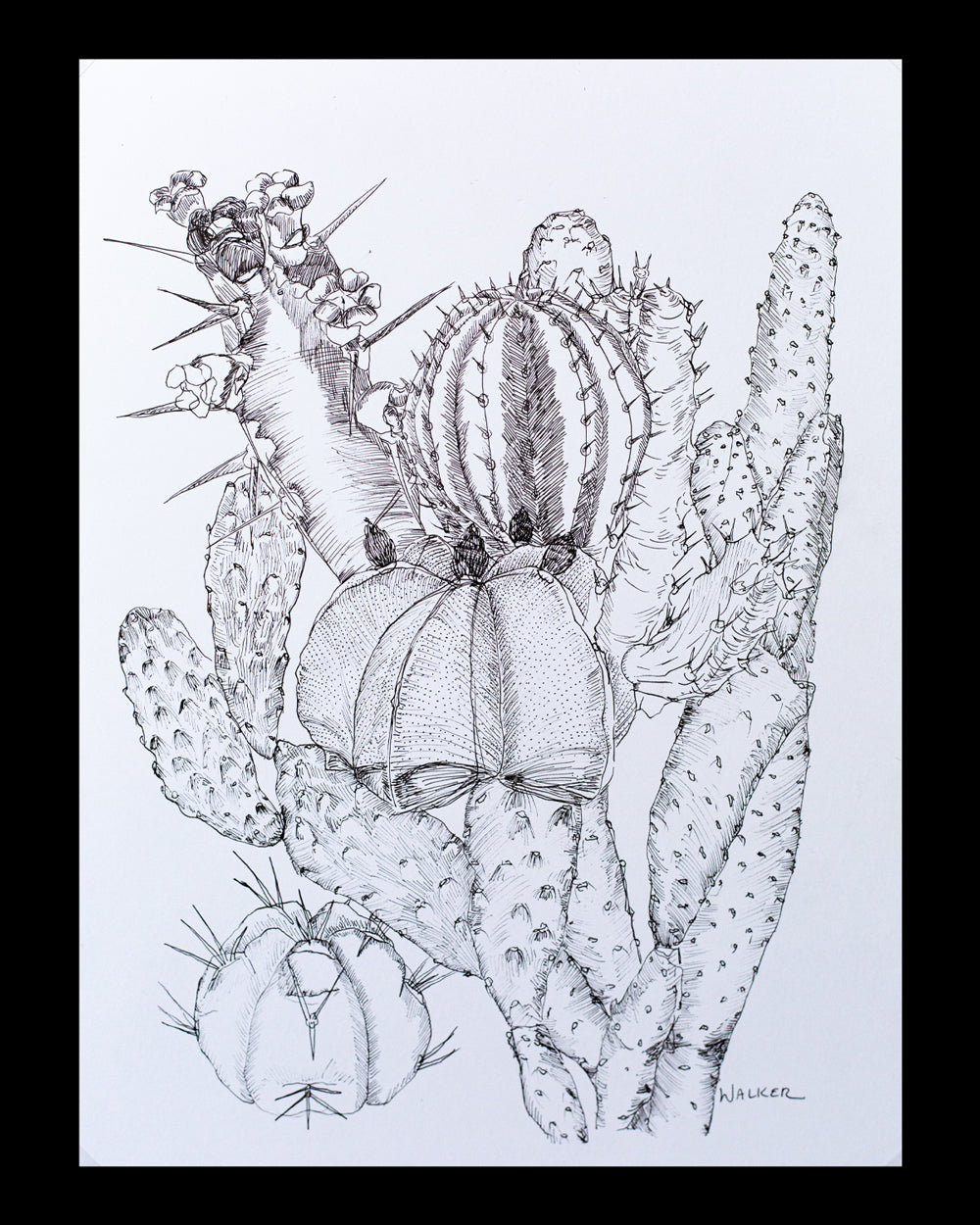 "Cactus Composition #2" ILLUSTRATION