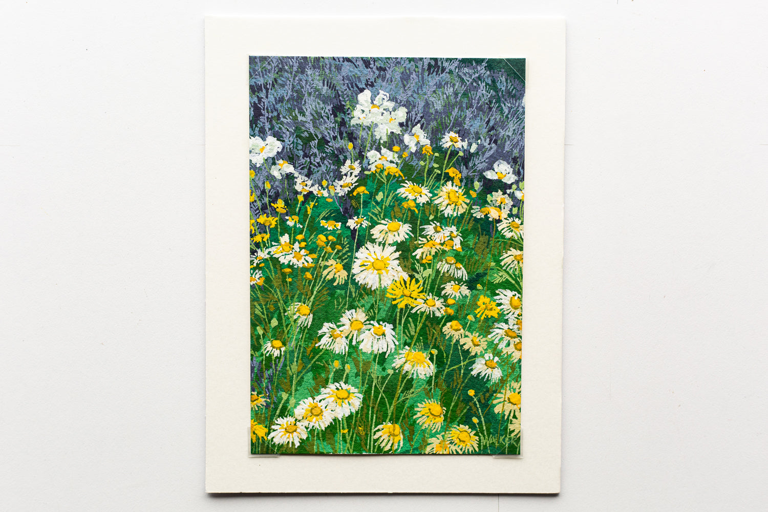 "WILD DAISIES" STUDY