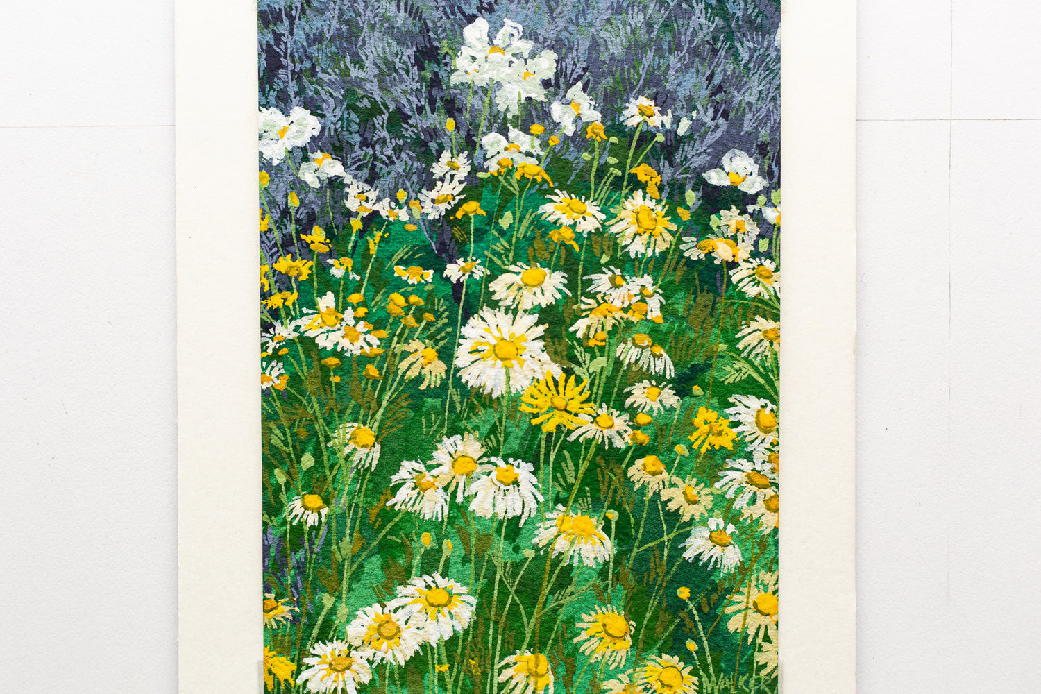"WILD DAISIES" STUDY