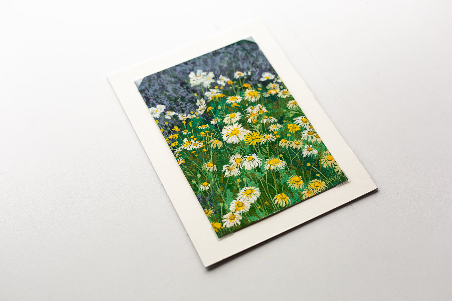 "WILD DAISIES" STUDY