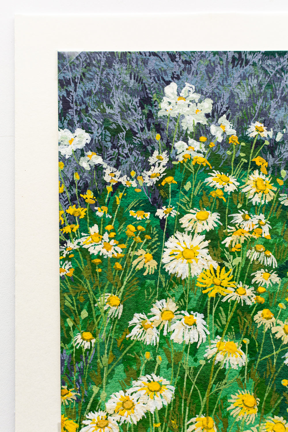 "WILD DAISIES" STUDY