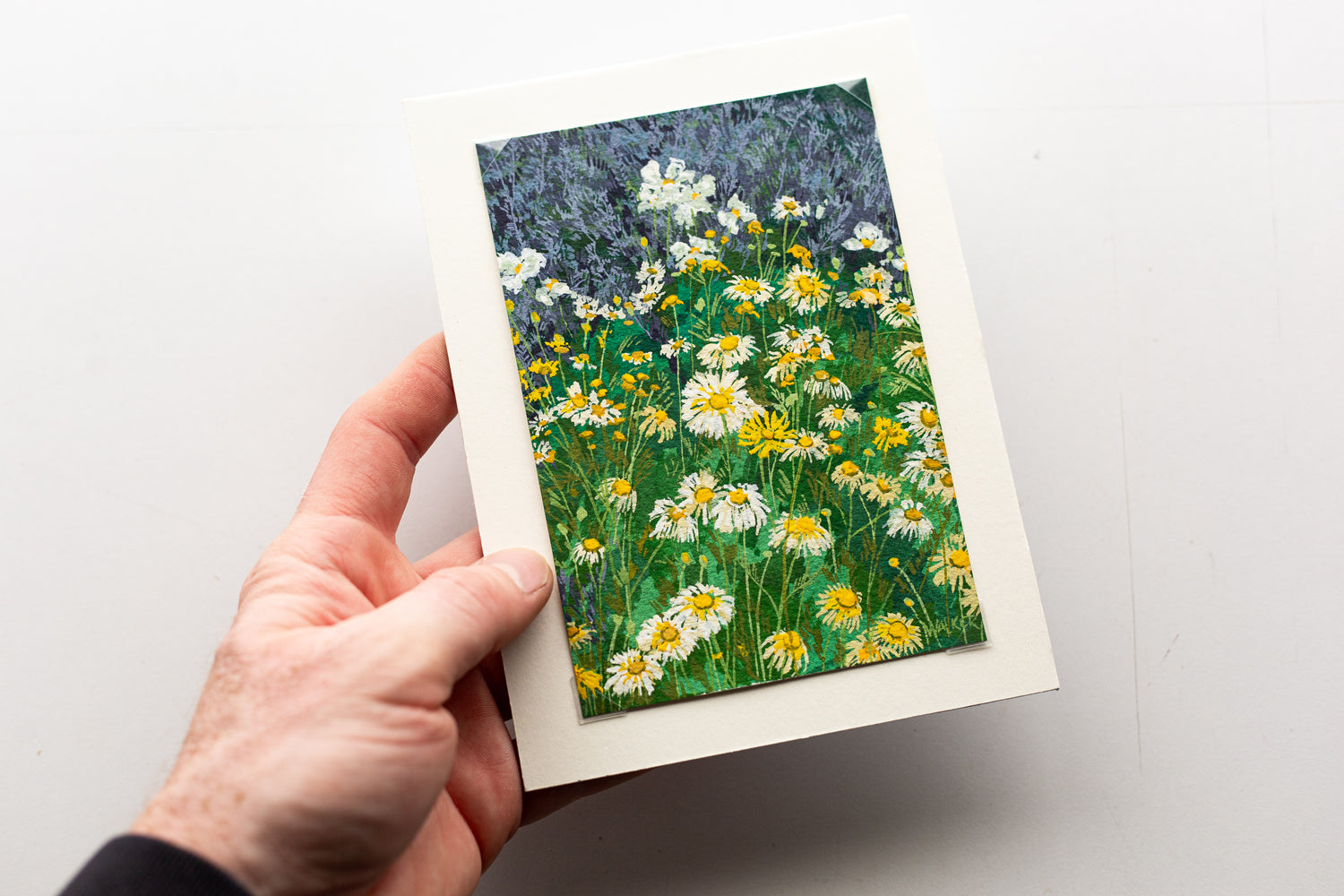 "WILD DAISIES" STUDY