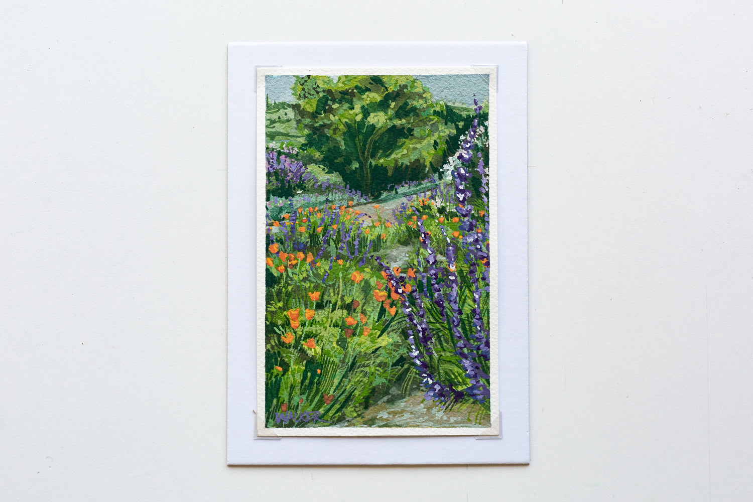 "WILD POPPIES AND SAGE" STUDY