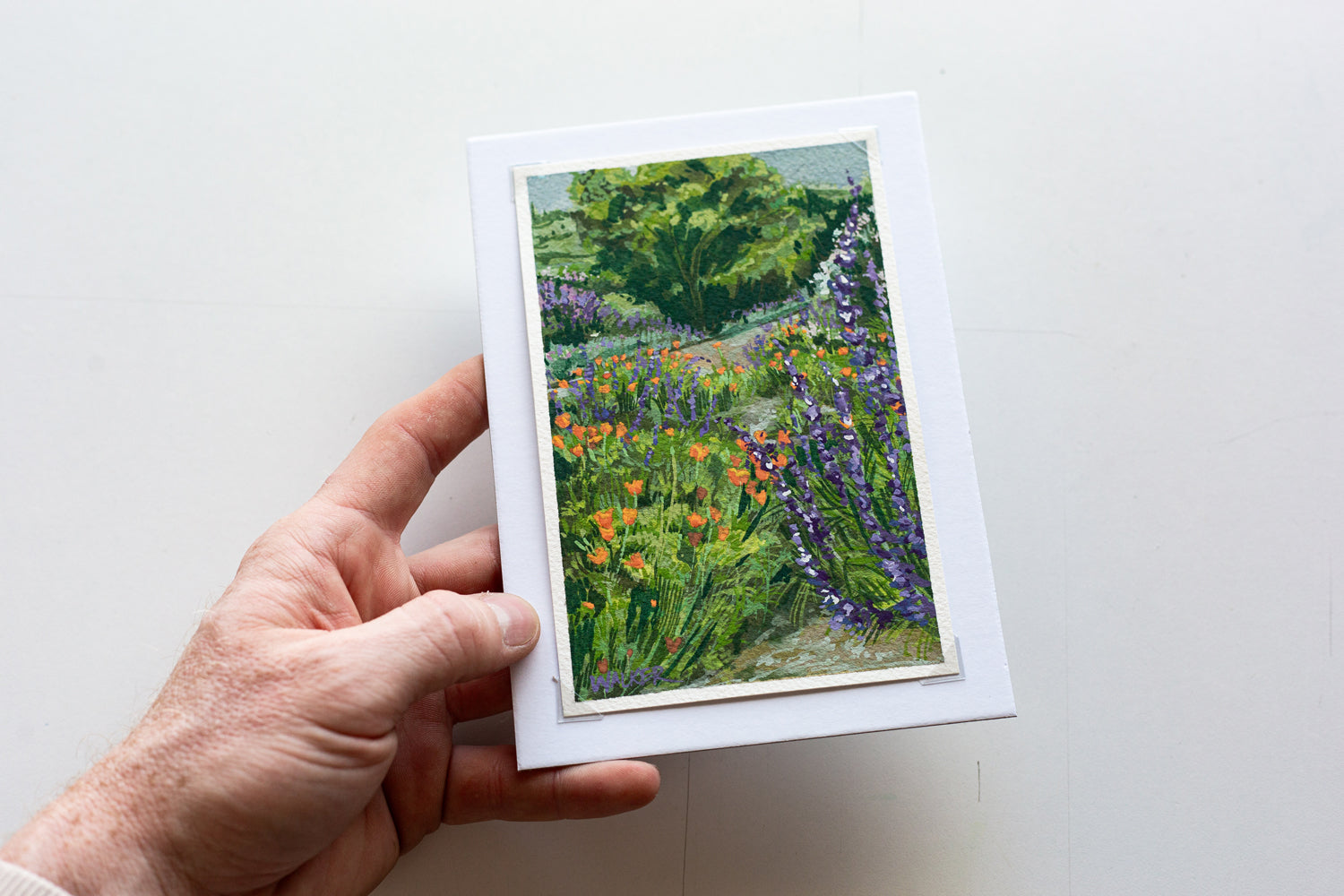 "WILD POPPIES AND SAGE" STUDY